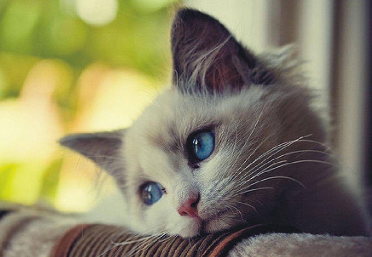 Featured image of post Crying Cat Images Hd