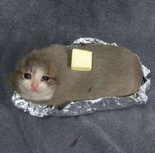 Featured image of post Cursed Crying Cat Images