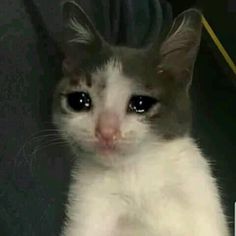 Featured image of post Cute Cat Crying Images