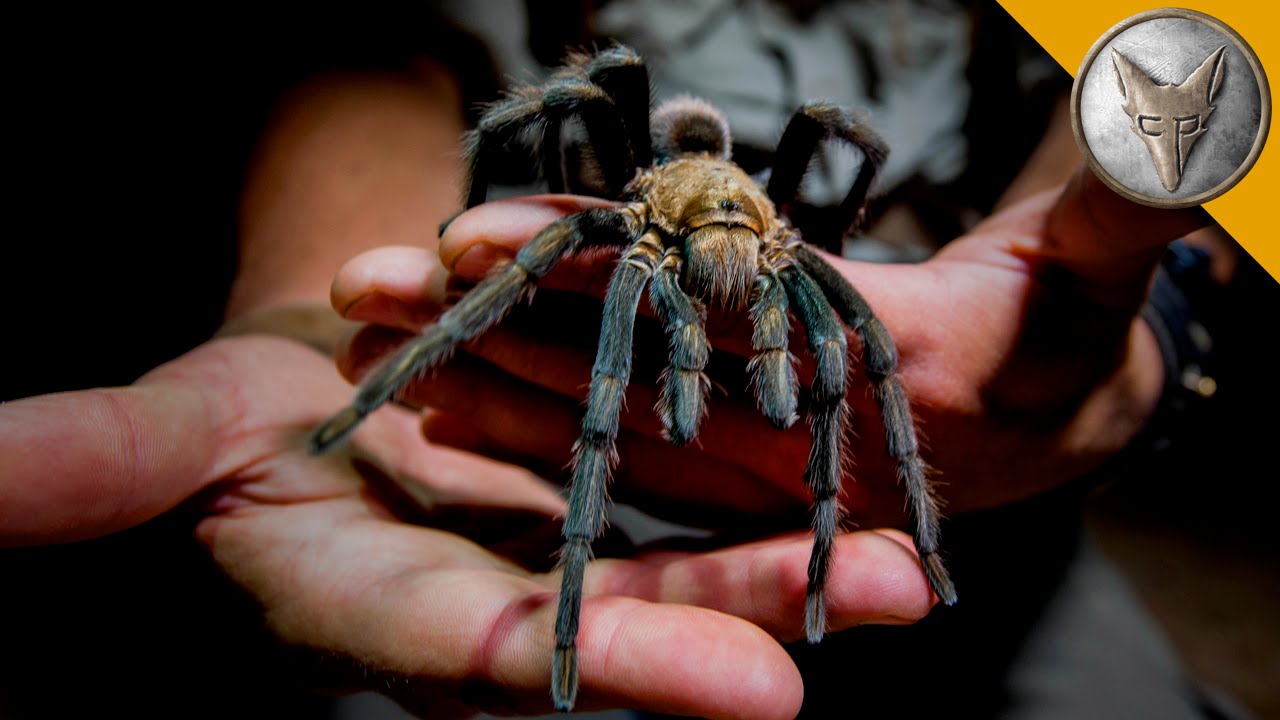 Featured image of post Giant Tarantula Pics