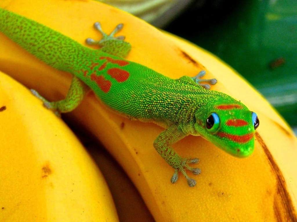 Featured image of post Gold Dust Day Gecko Diet