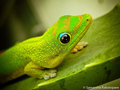 Featured image of post Gold Dust Day Gecko Facts