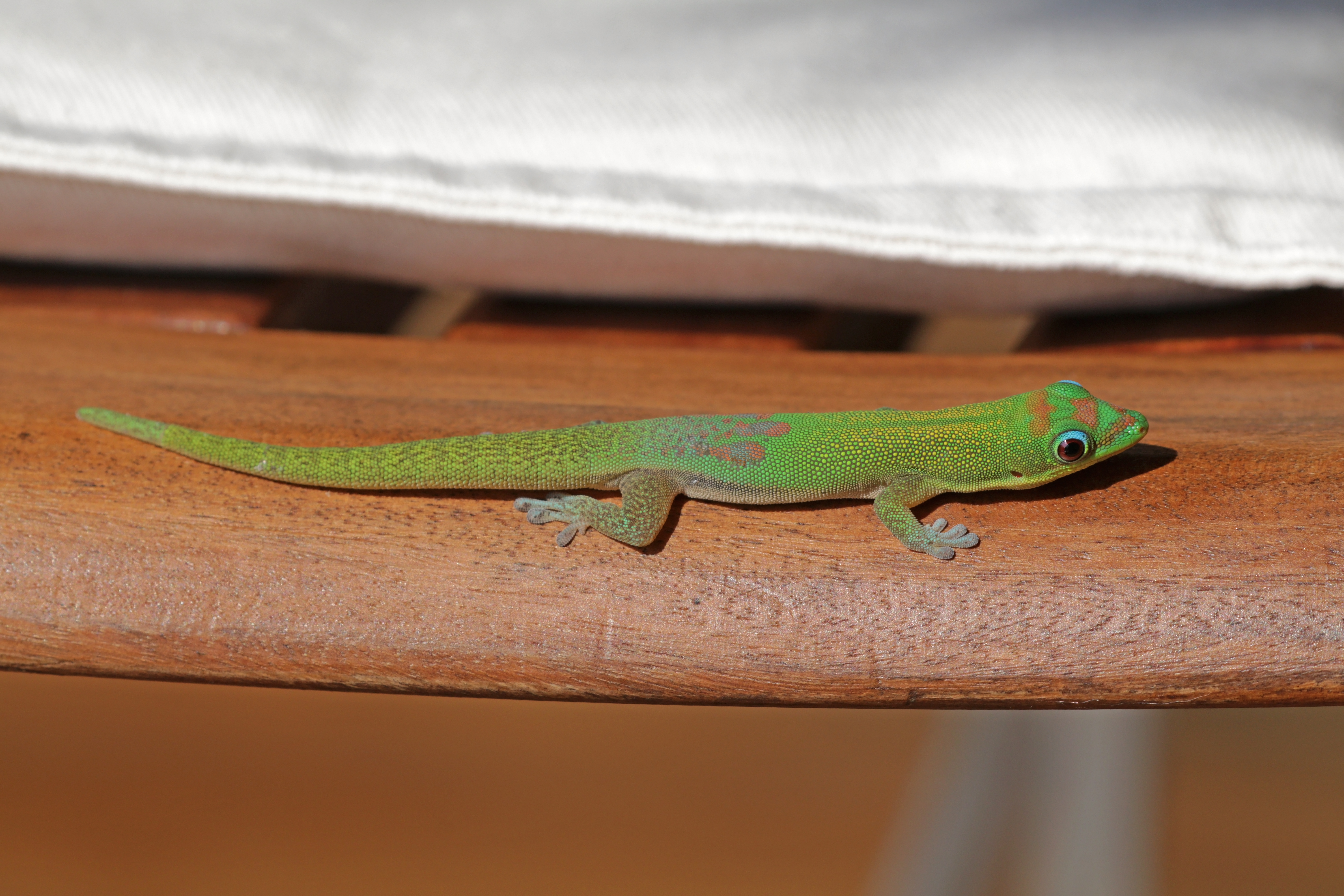 Featured image of post Gold Dust Day Gecko Size