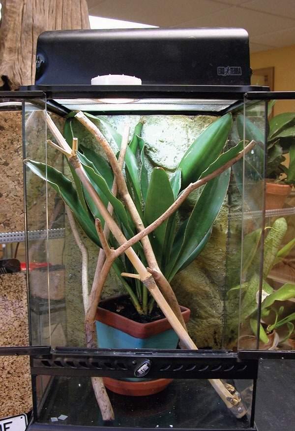 Featured image of post Gold Dust Day Gecko Tank Setup