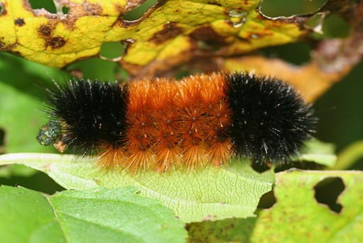 Featured image of post Orange Caterpillar With Black Stripe