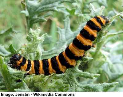 Featured image of post Orange Caterpillar With One Black Stripe