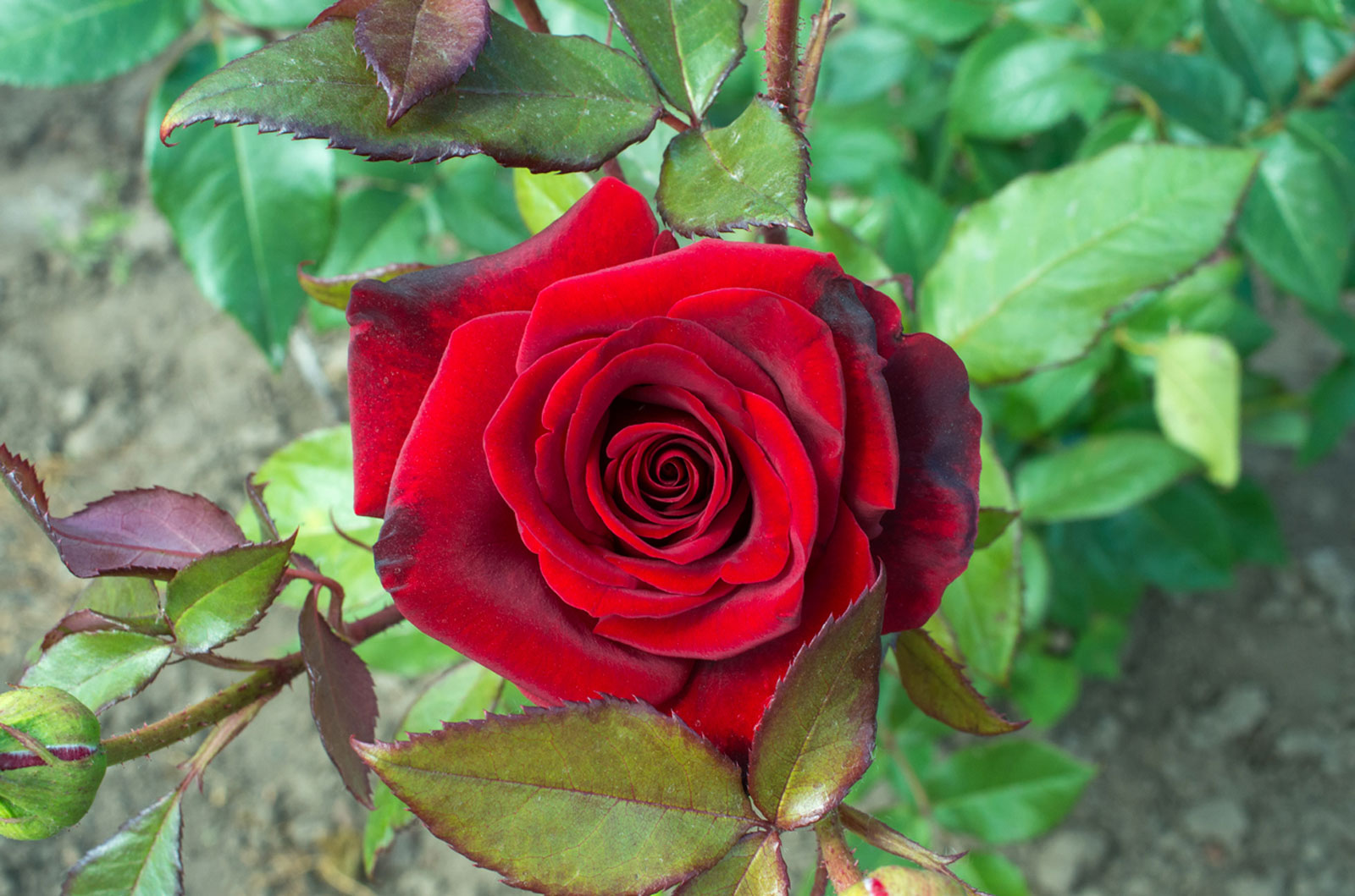 Featured image of post Rose Ornamental Plants