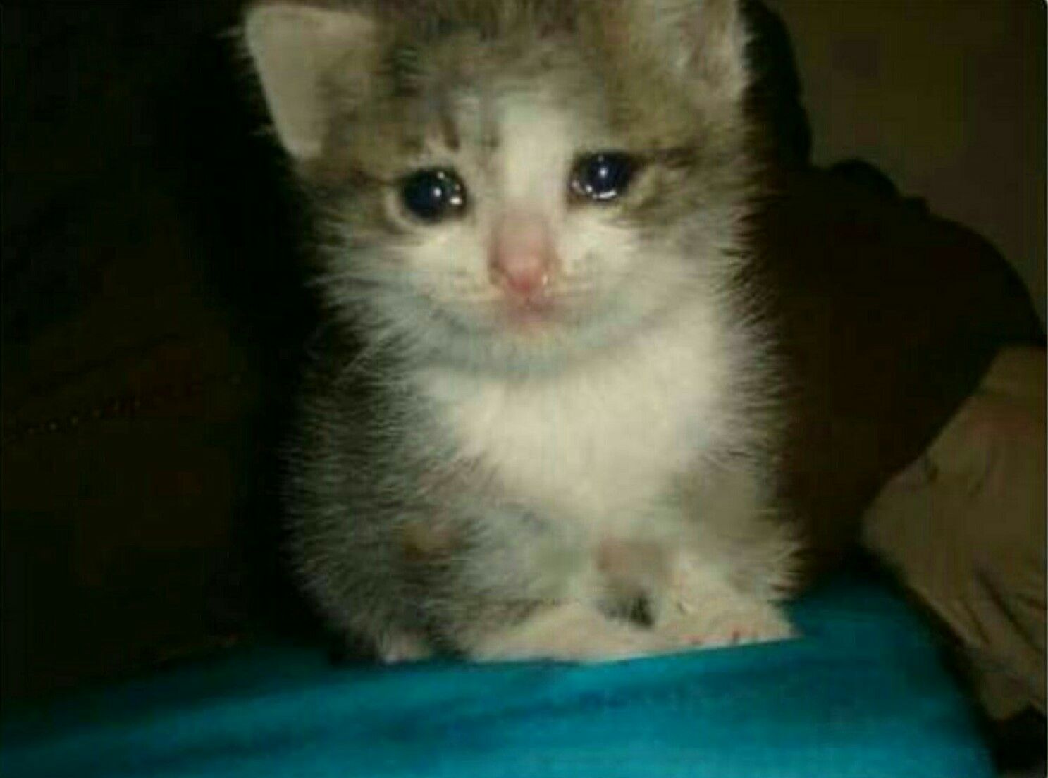 Featured image of post Sad Crying Cat Images