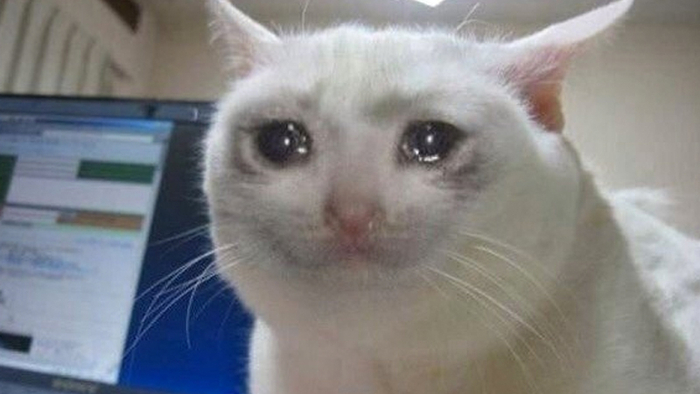 Featured image of post Sad White Cat Crying Images