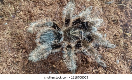 Featured image of post Tarantula Nest Pics