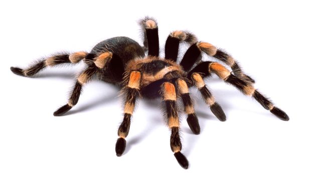 Featured image of post Tarantula Pics Of Spiders