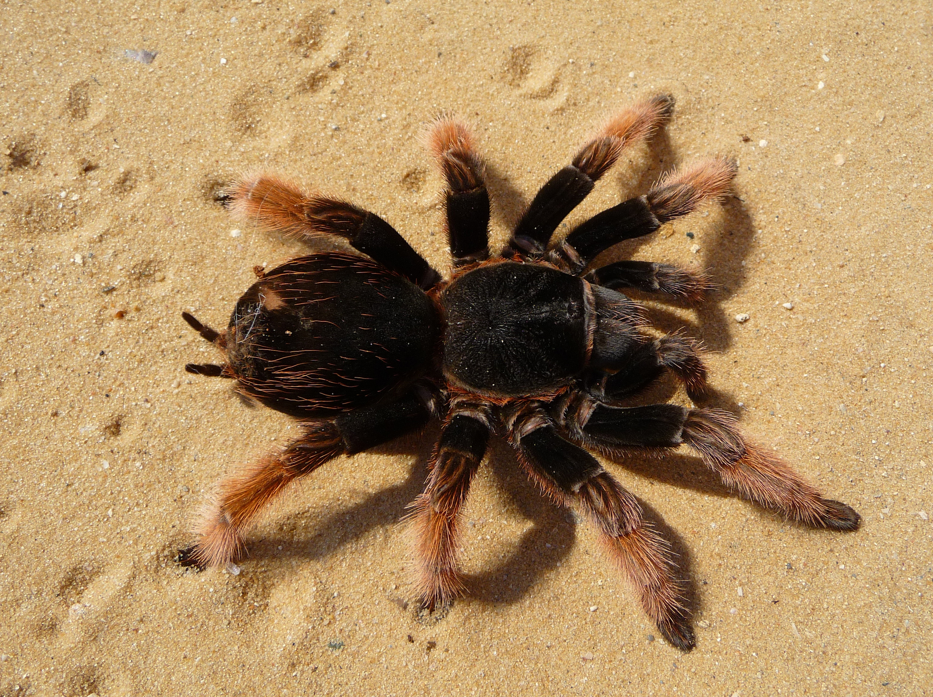 Featured image of post Tarantula Pics